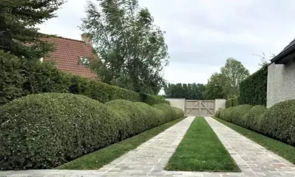 Steeneik: niet kapot te krijgen