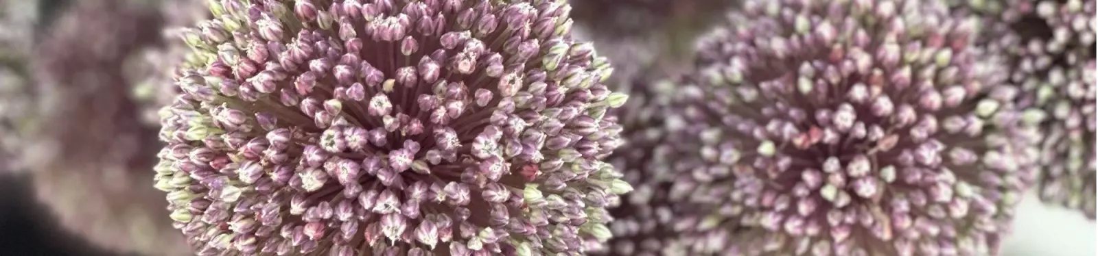 Allium polyanthum Ooidonk