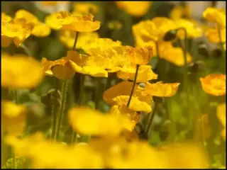 Plantenaanbod is opnieuw ruim!